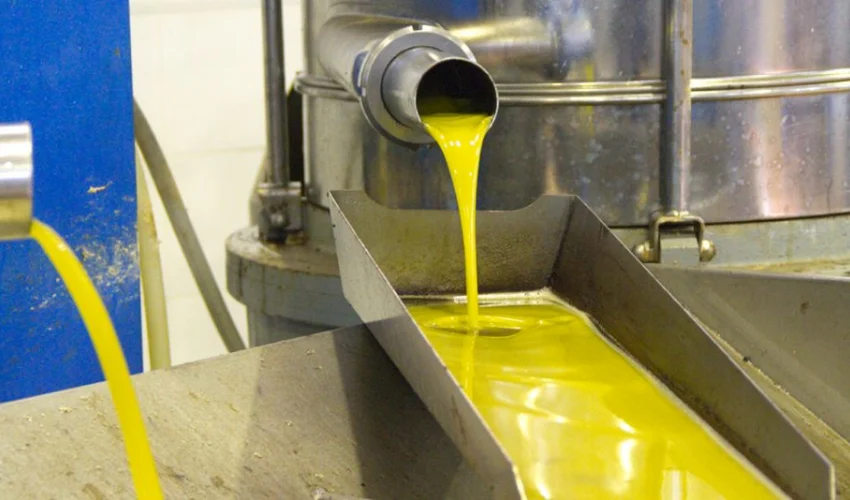 como se elabora el aceite de oliva