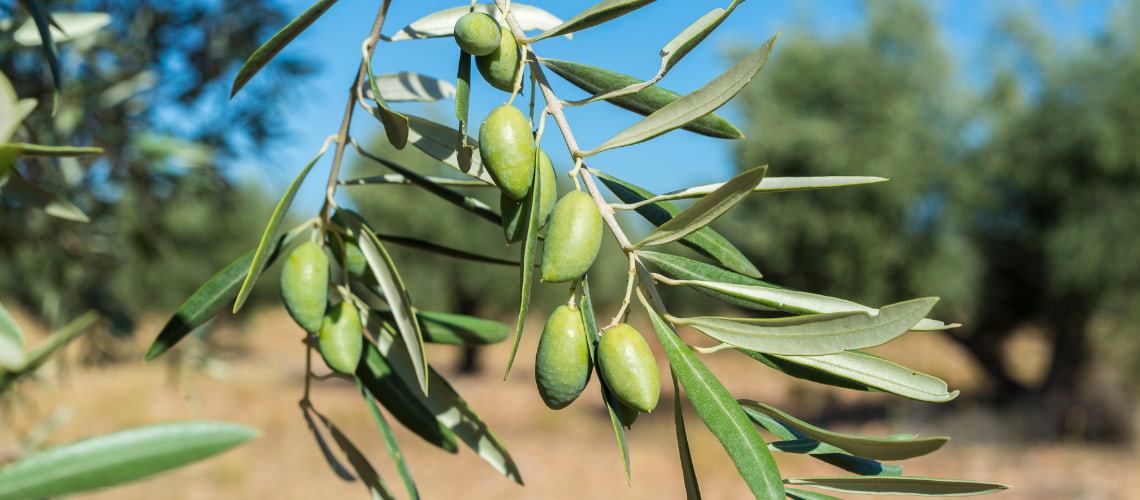 aceite de oliva tipo cornicabra