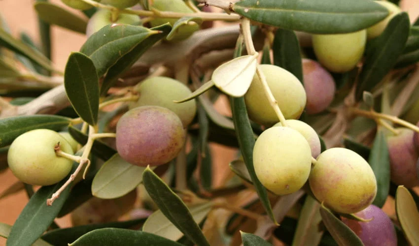 Aceite de oliva virgen arbosana
